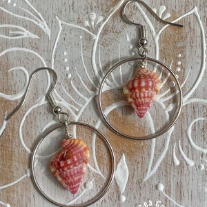 May include: A pair of dangle earrings featuring silver-toned metal hoops and hooks, each centered with a small, spiraled, pink and orange seashell. The shells have a textured, ribbed surface and a pointed tip, suspended from the circular metal frames.