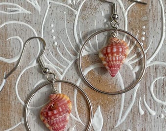 Rosy Triton Shell Earrings on Sterling Silver Hoops