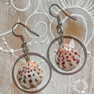 May include: A pair of dangle earrings featuring silver-toned metal hoops and fishhook wires. Each earring suspends a small, fan-shaped white seashell decorated with distinct reddish-brown spots. The text Aloha Sea Candy is visible.