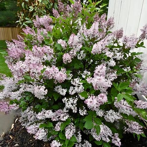 May include: A lush lilac bush in full bloom, showcasing clusters of fragrant, pale purple flowers. The blossoms are set against a backdrop of vibrant green leaves, creating a visually appealing display. The bush is positioned outdoors, near a white fence.