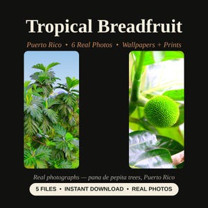 May include: A digital graphic featuring the text Tropical Breadfruit, Puerto Rico, 6 Real Photos, Wallpapers + Prints, Real photographs — pana de pepita trees, Puerto Rico, 5 FILES, INSTANT DOWNLOAD, REAL PHOTOS with two vertical images of breadfruit.