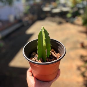 May include: A small, green cactus plant in a terracotta-colored plastic pot. The cactus has a vertical, segmented structure with small spines along its edges. The pot is filled with dark brown mulch.