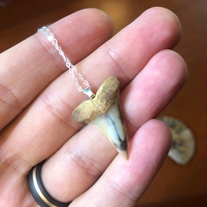 Shark Tooth Pendant