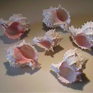 May include: Six white and pink seashells with textured surfaces and spiky edges are arranged on a light-colored surface. The shells have a natural, organic appearance, with a soft pink interior.