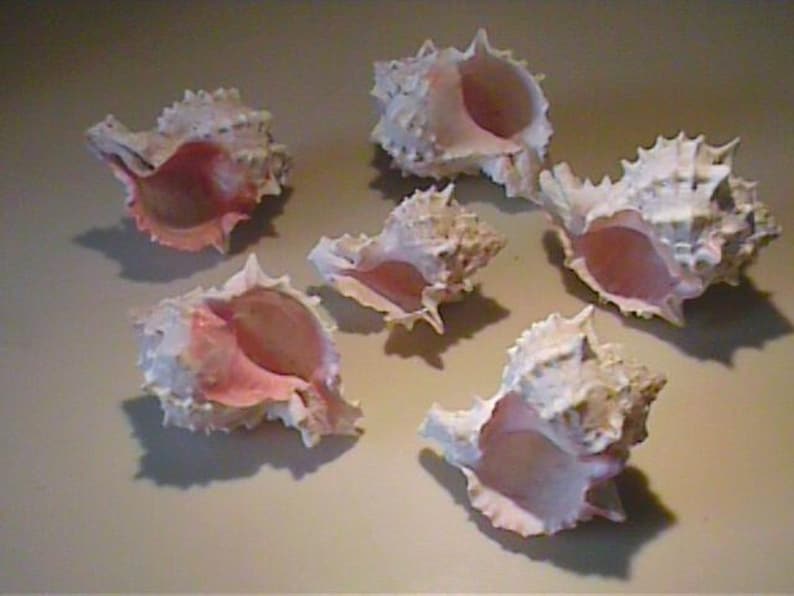 Six Real Spiked Horned Concho Sea Shells - Etsy