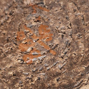 May include: Close-up of a textured, brown ceramic surface with a circular pattern. The surface has a rough, uneven texture with small, dark spots. There is a reddish-brown, raised design in the center, resembling characters.