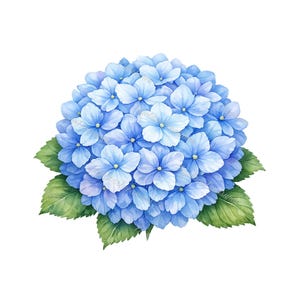 20 blauwe hortensia's clipart – weelderige aquarelcollectie, png-bestanden voor uitnodigingen, kunst aan de muur, seizoensambachten, transparante achtergrond