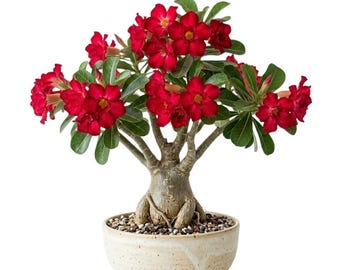 Red Desert Rose Plant Live, 4 - 6 Inc Tall, Adenium Obesum Plants for Indoor Outdoor