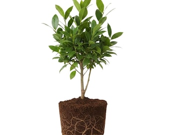 Bay Leaf Plant Live, 4 - 6 Inc, Fragrant Herb, Laurel Nobilis Tree, Indoor Outdoor Growing