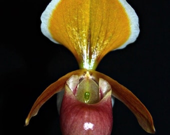 Paphiopedilum Sammlung Orchidee Pflanze: Frauenschuh Blüte Größe