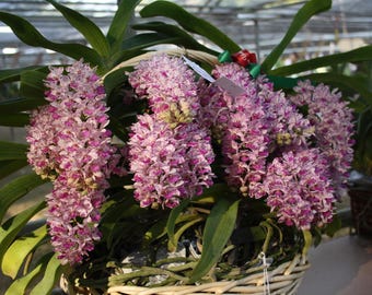 Orchidea coda di volpe Rhynchostylis Gigantea, pianta viva / Varianti di colore rare, specie profumata