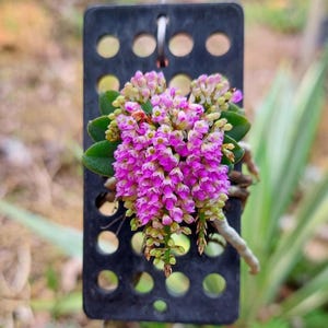 Schoenorchis fragrans — Miniaturowy storczyk pachnący 1 roślina (sztuczne rozmnażanie)
