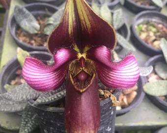 Colección Paphiopedilum Planta de orquídea: Zapatilla de dama Tamaño de la flor