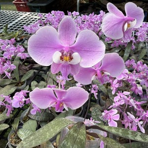 May include: A close-up of a light purple orchid flower with a white and yellow centre. The orchid has large, delicate petals. The background features many other orchids in various stages of bloom, creating a lush, floral display.