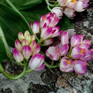 Könnte beinhalten: Eine Gruppe von Orchideenblüten mit weißen Blütenblättern, leuchtend magentafarbenen Spitzen und kleinen gelben Zentren. Die Blüten sind an einem grünen Stängel befestigt, von dessen Basis lange, glatte, dunkelgrüne Blätter ausgehen.