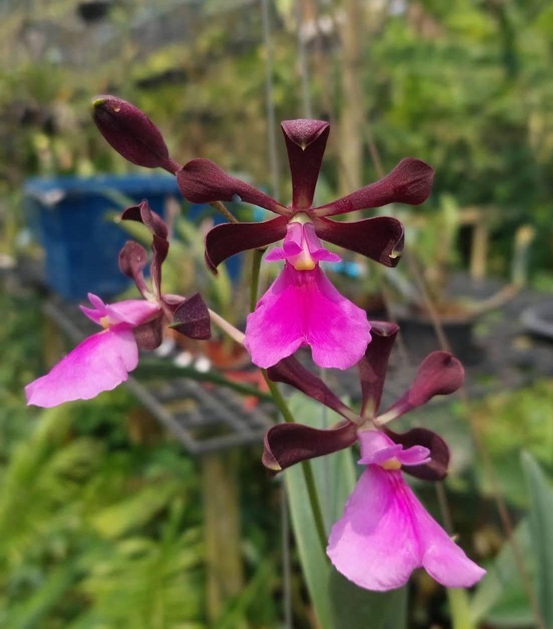Encyclia orchid - Etsy 日本