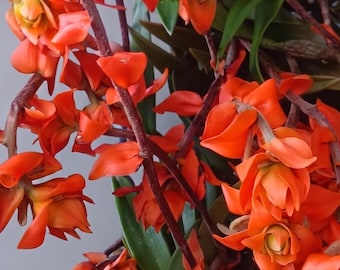 Orquídea Dendrolirium ornatum 1 Planta orquídea fragante Rara y Hermosa (Propagación Artificial)