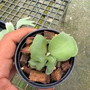 Platycerium Superbum Dwarf - Etsy