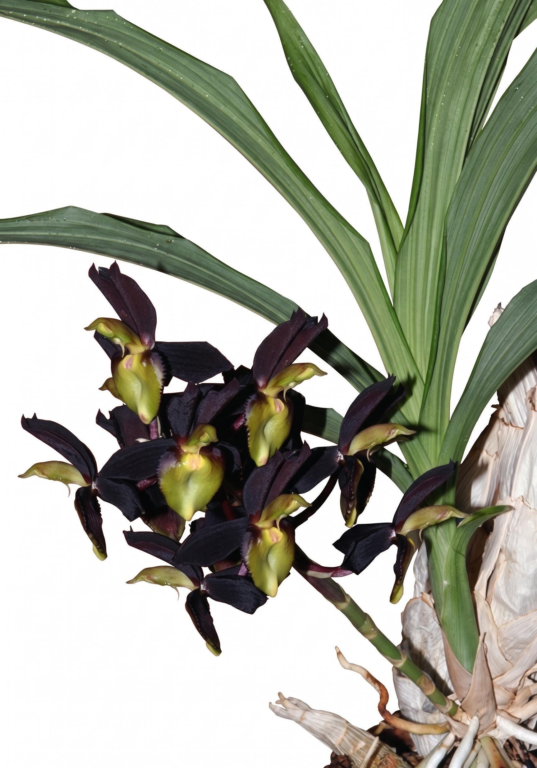 Catasetum orchid - Etsy 日本