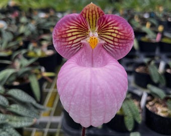 Paphiopedilum micranthum (Rare Orchid), Bubble Gum Lady Slipper Orchid, Mottled Leaf Species, Exotic Miniature Collectible Specimen