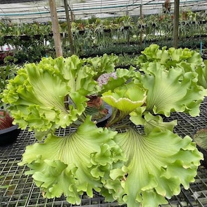 Op de afbeelding: Een close-up van een hertshoornvaren met grote, lichtgroene, gekrulde bladeren. De bladeren hebben prominente nerven en zijn in een cirkelvorm gerangschikt. De plant staat in een kas met andere planten op de achtergrond.