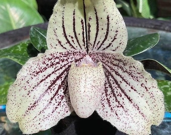 Paphiopedilum myanmaricum 1 Plant Orchid (Bloom Size) seltene tropische Orchideenkollektion