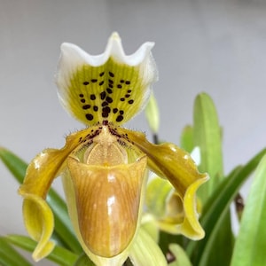 Puede incluir: Primer plano de una flor de orquídea Paphiopedilum. La flor tiene una forma única con un labio en forma de bolsa y pétalos que se curvan hacia afuera. Los colores incluyen tonos de amarillo, marrón, verde y blanco, con manchas oscuras en el pétalo superior. Se ven hojas verdes.