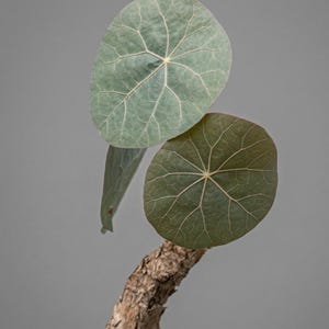 Stephania kaweesakii - Etsy 日本