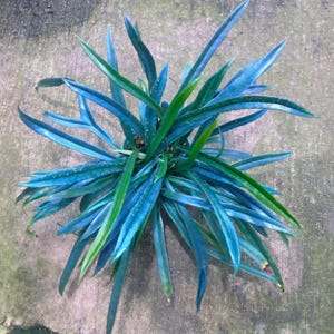Microsorum thailandicum (Felce blu oleosa) 1 Pianta in vaso Collezione di felci rare