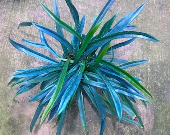 Microsorum thailandicum (paproć oleista) 1 Roślina doniczkowa Kolekcja rzadkich paproci