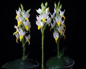 Tubérculo de orquídea Pecteilis sagarikii - Bulbo de orquídea terrestre poco común
