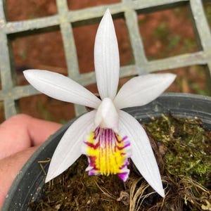 Planta de orquídea Pleione maculata, tamaño de floración moteada (maceta de 2.5 cm)