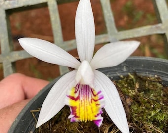 Orquídea Pleione maculata, tamanho de flor manchada (vaso de 1 polegada)