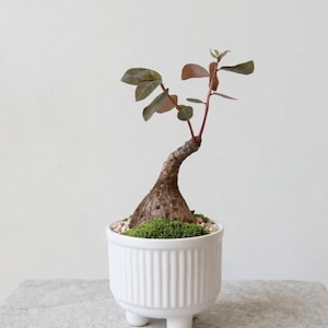 Puede incluir: Una pequeña planta en maceta con un tronco grueso y texturizado y hojas verdes y rojizas. La planta está en una maceta de cerámica blanca con patas y ranuras verticales. La maceta está llena de musgo y pequeñas piedras blancas.