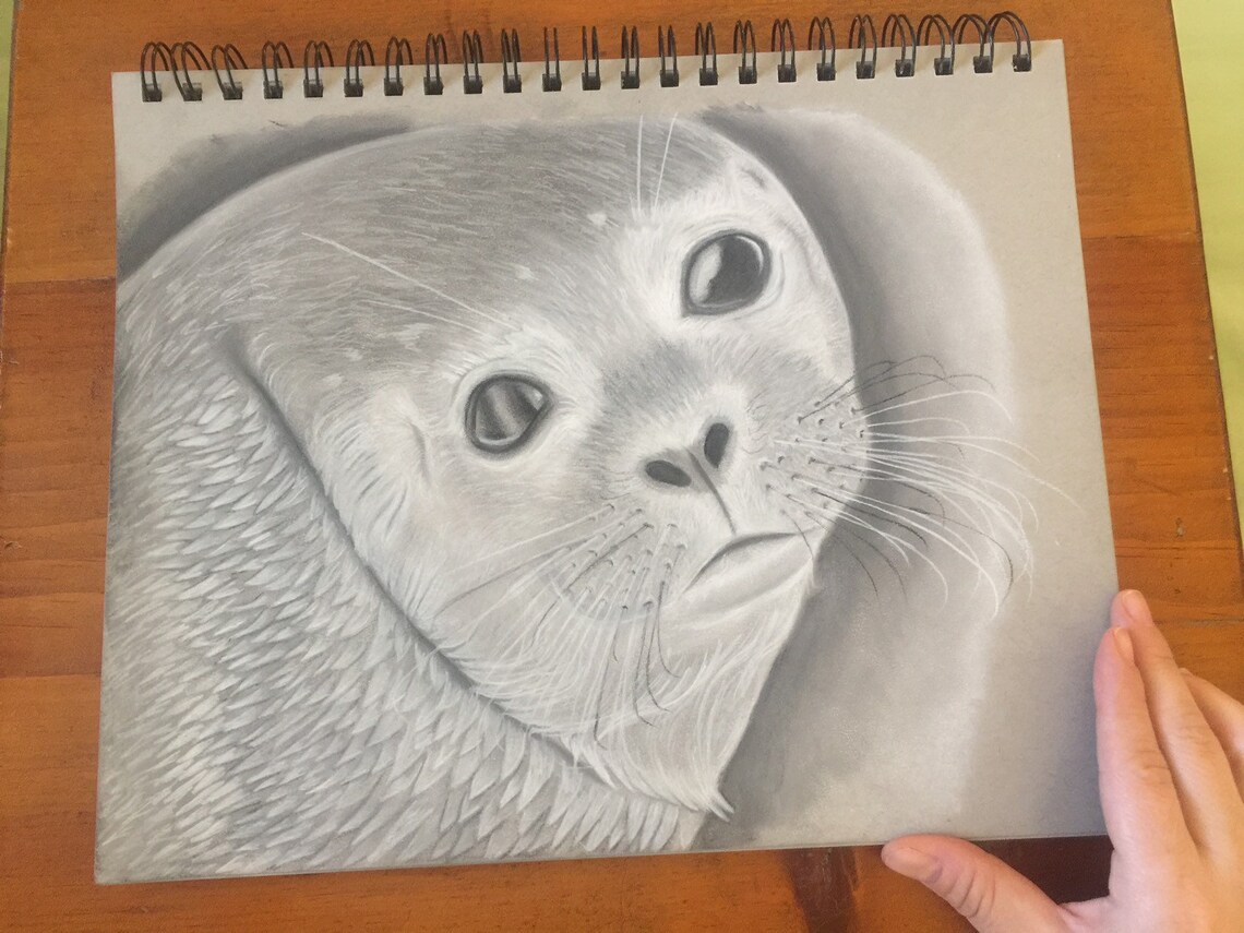 Seal Drawing Seal Art Drawing of a Seal Charcoal Art Charcoal Etsy