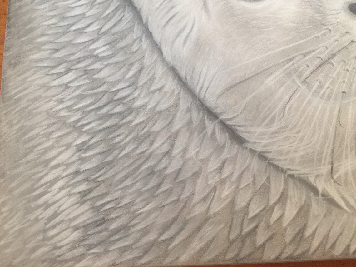 Seal Drawing Seal Art Drawing of a Seal Charcoal Art Charcoal Etsy