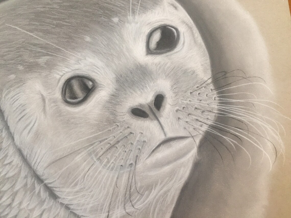 Seal Drawing Seal Art Drawing of a Seal Charcoal Art Charcoal Etsy