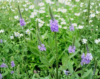 Semillas de verbena canosa – Flor silvestre nativa tradicional, no transgénica, para plantar en el jardín y que atraiga a los polinizadores.