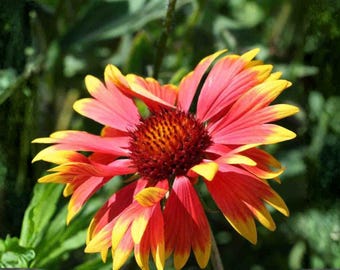 Semillas de Gaillardia aristata Meriwether (Flor de manta) – Variedad tradicional no transgénica (Flor para polinizadores)