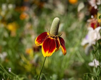 Semillas de Ratibida columnifera (Sombrero Mexicano) – Variedad tradicional no transgénica para plantar en jardines de flores silvestres de pradera.