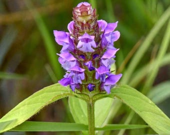 Semillas de Prunella Vulgaris (Prunella vulgaris): variedad antigua de flor silvestre con propiedades curativas para plantar en el jardín.