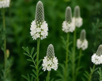 Semillas de Dalea candida (trébol blanco de pradera) – Variedad tradicional no transgénica para plantar en jardines de flores silvestres