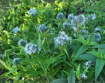 Semillas de Amsonia tabernaemontana (Flor perenne tradicional para jardín)