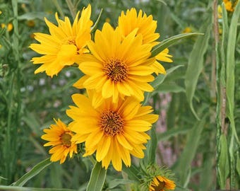Semillas de Helianthus maximiliani – Girasol Maximilian tradicional no transgénico para plantar en el jardín, flor silvestre nativa