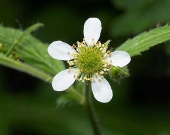Semillas de Avena blanca: flor silvestre tradicional no transgénica para jardines de sombra y boscosos.