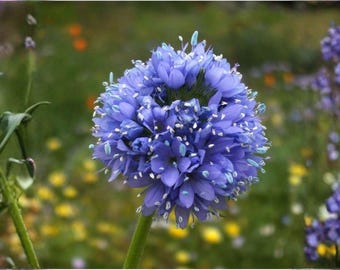Semillas de Globe Gilia – Semillas de flores silvestres de jardín de variedad antigua Bluehead