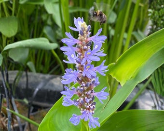 Semillas de Pontederia cordata (hierba de la pontederia) – Semillas de flores acuáticas tradicionales no transgénicas para jardines acuáticos, estanques y humedales.