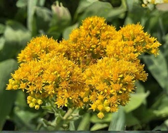 Semillas de vara de oro rígida: flor silvestre nativa, no transgénica y de variedad tradicional, ideal para jardines que atraen polinizadores.