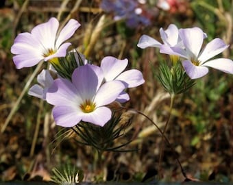 Semillas de flox de montaña – Variedad tradicional de flores silvestres no transgénicas para plantar en el jardín