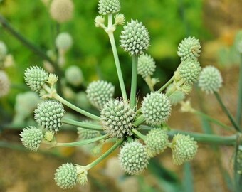 Semillas maestras de Eryngium yuccifolium (Rattlesnake) – Semillas de flores tradicionales no transgénicas para jardines nativos y para atraer polinizadores.